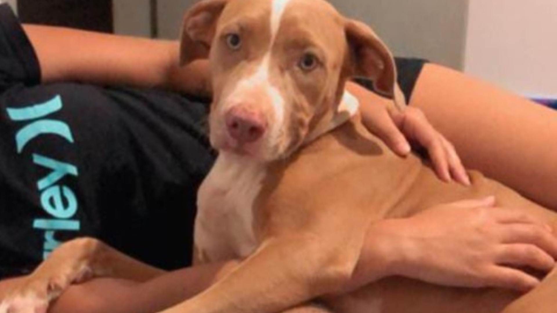 Pitbull está perdida nas proximidades do Universitário Pitbull está perdida nas proximidades do Universitário