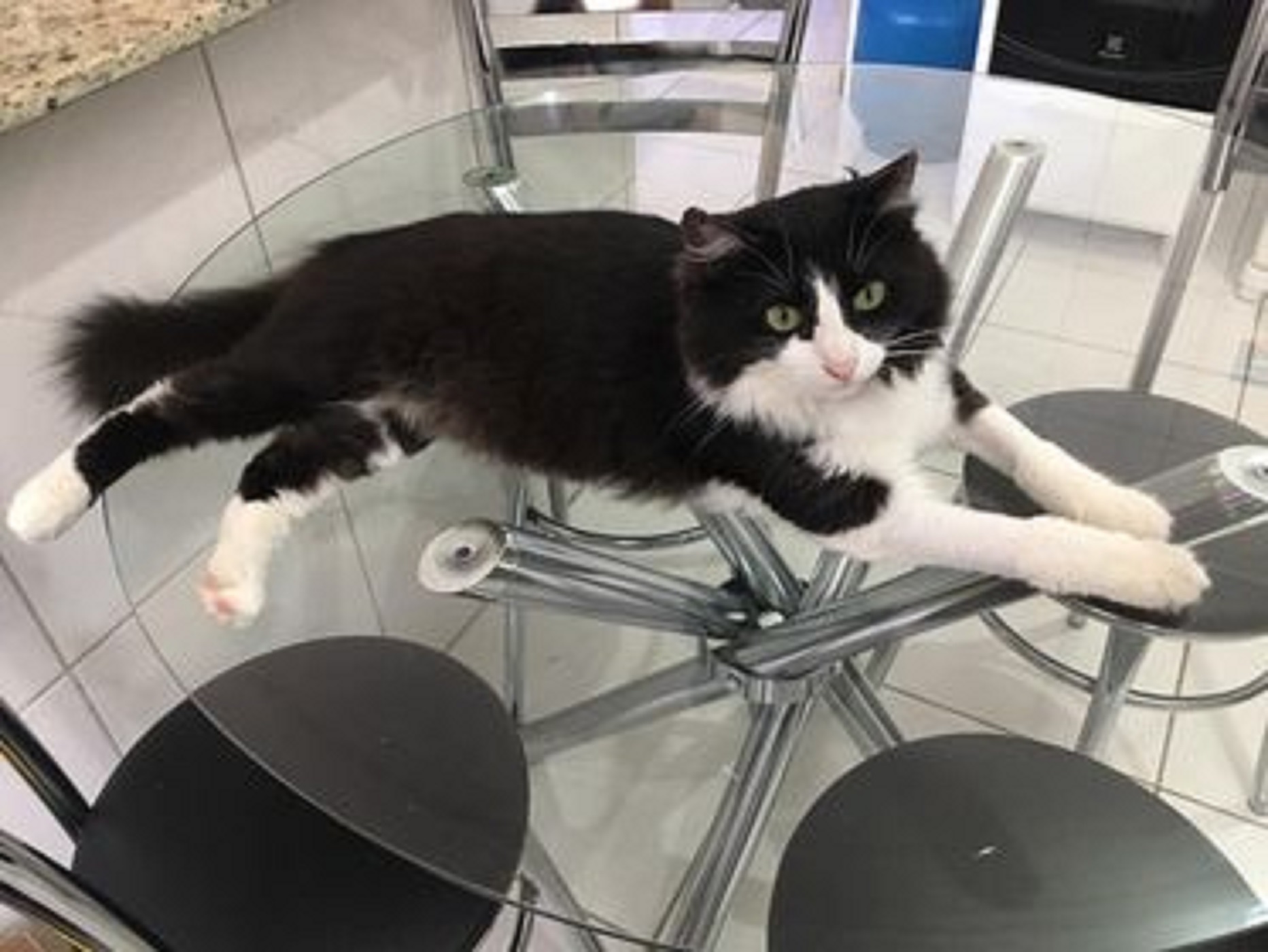 Internauta procura gatinho que sumiu na região do Bairro Neva, em Cascavel