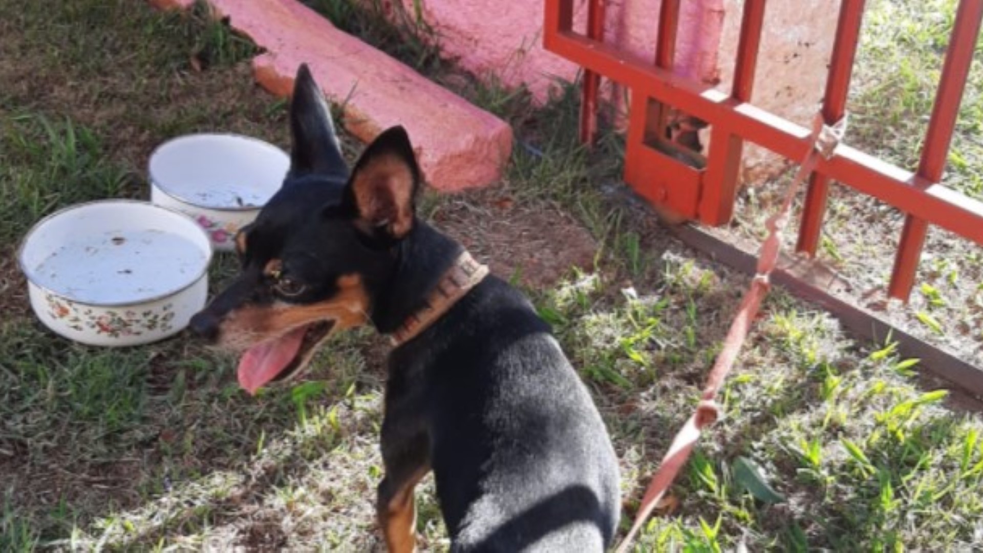 Pinscher é encontrado no Bairro Claudete Pinscher é encontrado no Bairro Claudete