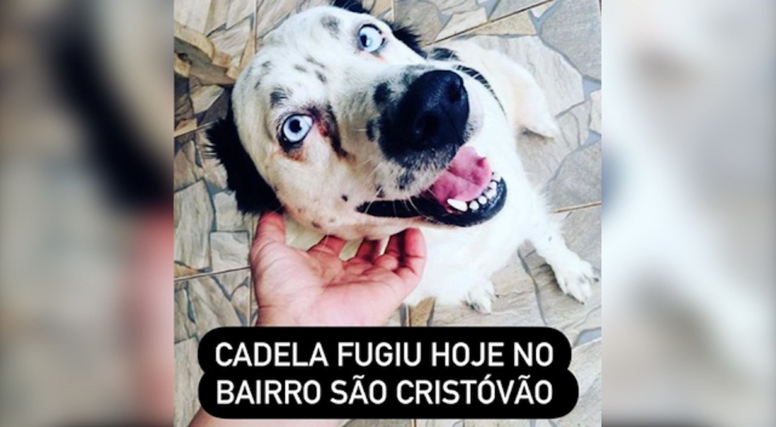 Internauta oferece recompensa para quem localizar cachorra que sumiu na região do Bairro São Cristóvão