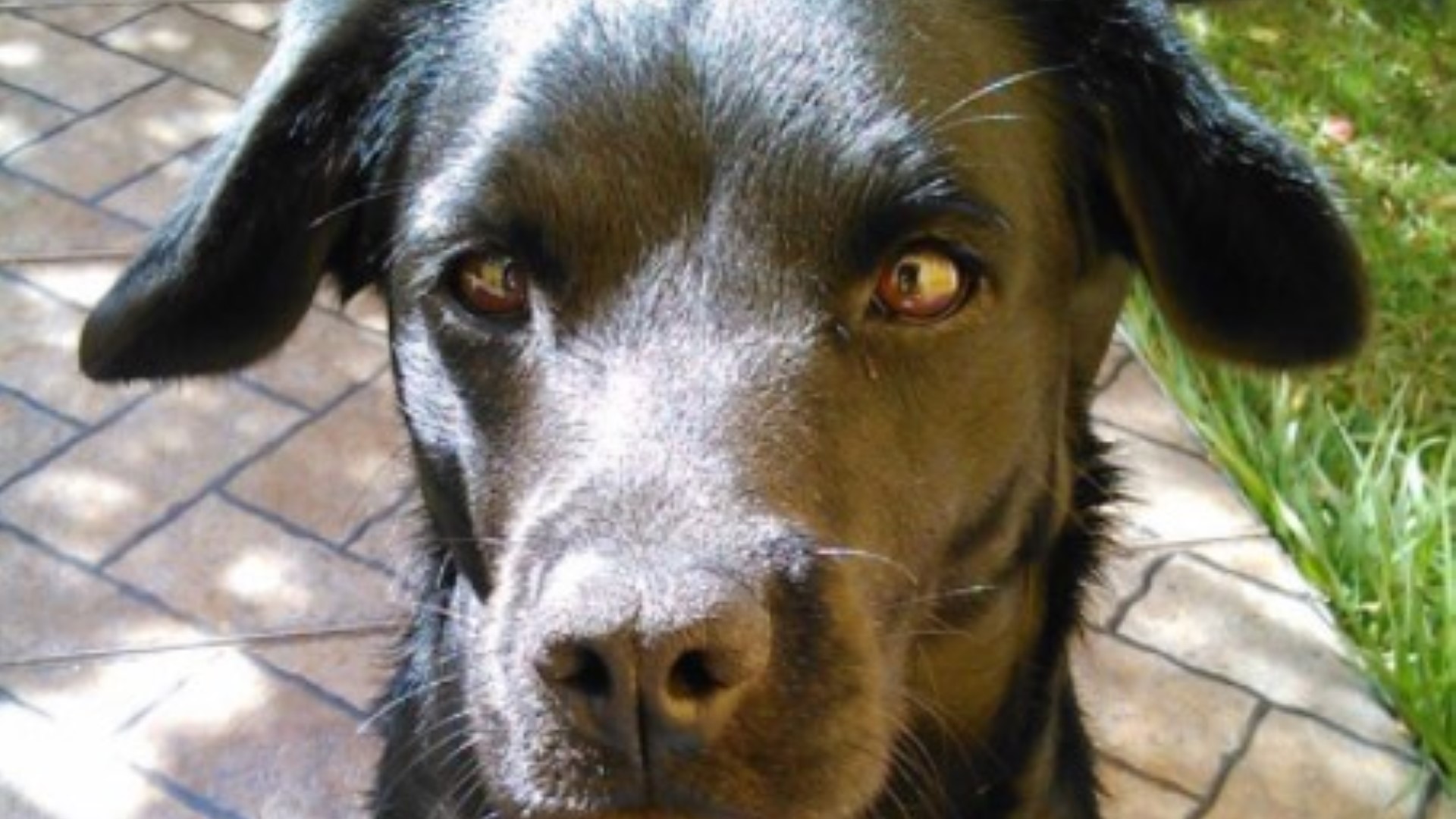 Cachorro está perdido nas proximidades do Jardim Italia Cachorro está perdido nas proximidades do Jardim Italia