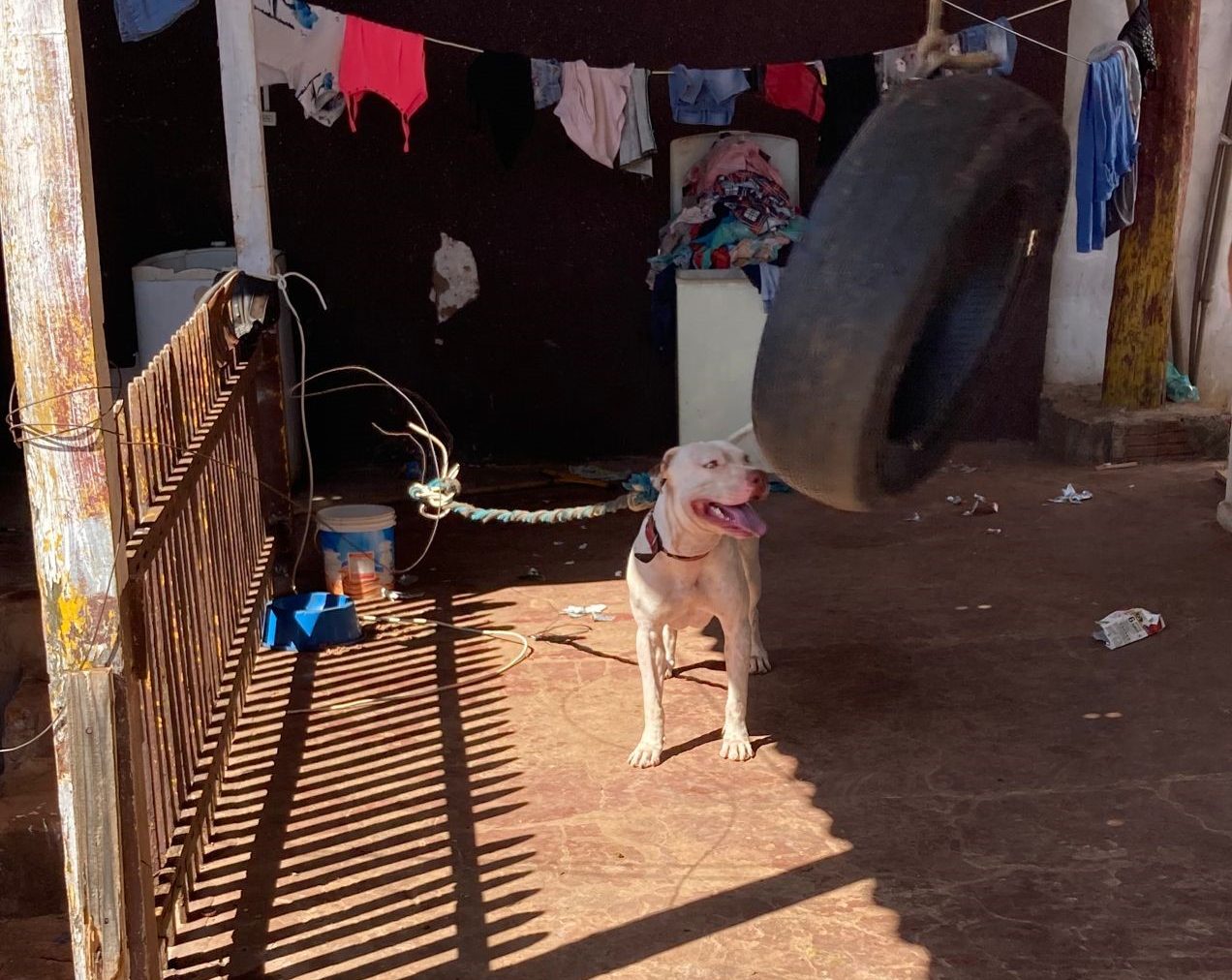 Polícia Civil prende tutor de Pitbull por maus-tratos em Campo Grande