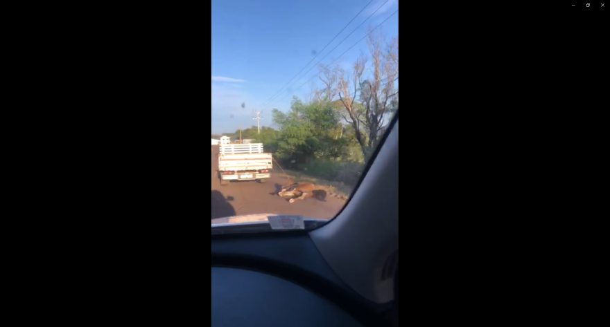 Vídeo mostra cavalo sendo arrastado na rodovia BR-163