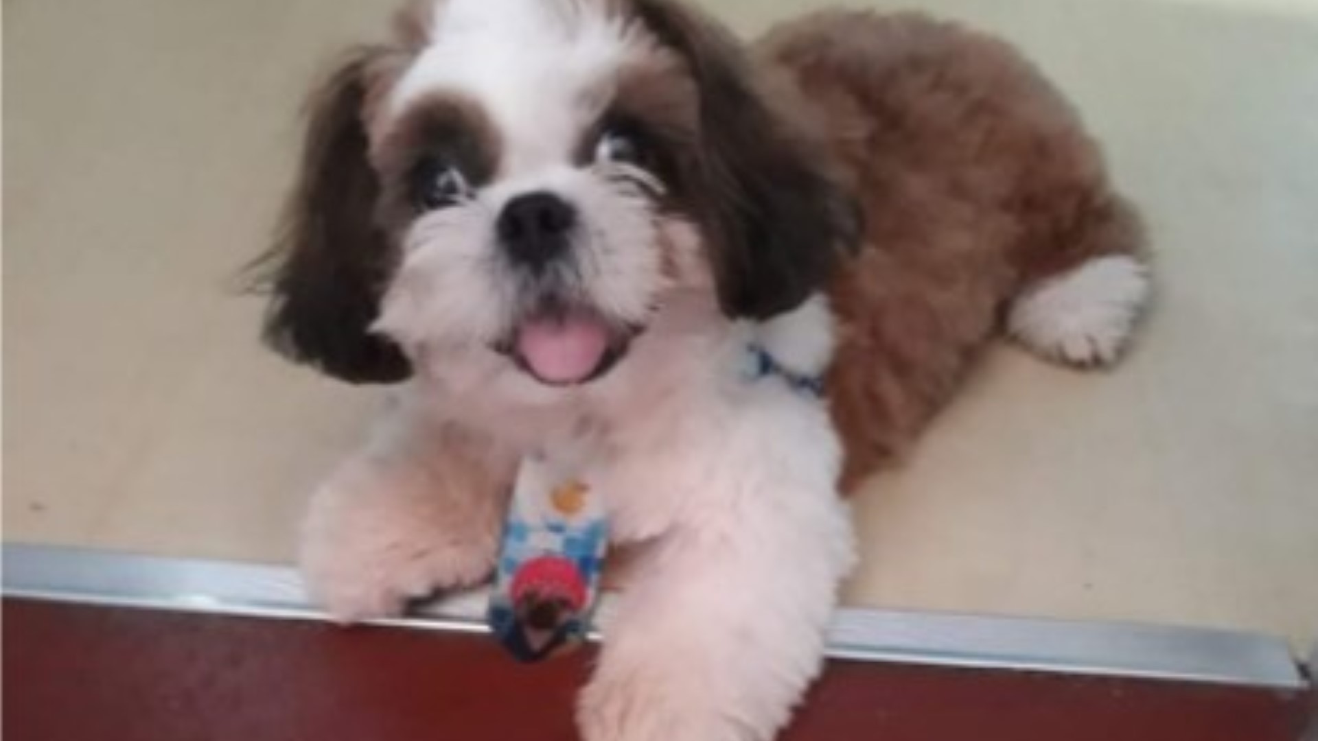 Filhote de Shih-tzu está perdido, donos pedem ajuda para encontrar Filhote de Shih-tzu está perdido, donos pedem ajuda para encontrar