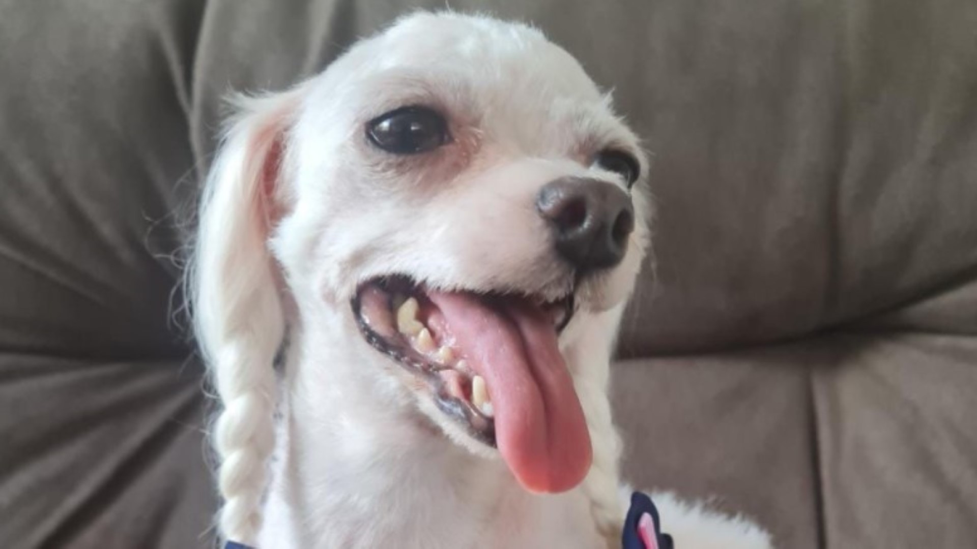 Cachorrinha da raça Maltes está desaparecida Cachorrinha da raça Maltes está desaparecida