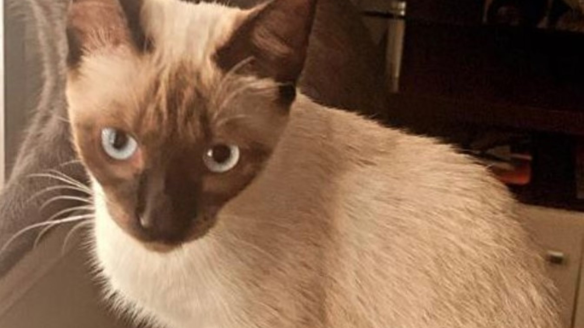 Gatinha Pipoca está perdida no Tropical Gatinha Pipoca está perdida no Tropical