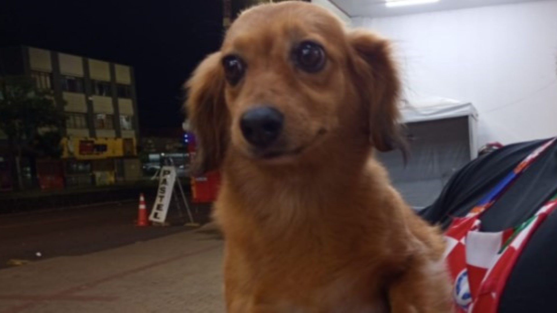 Cachorrinha perdida é resgatada em trailer de lanche Cachorrinha perdida é resgatada em trailer de lanche