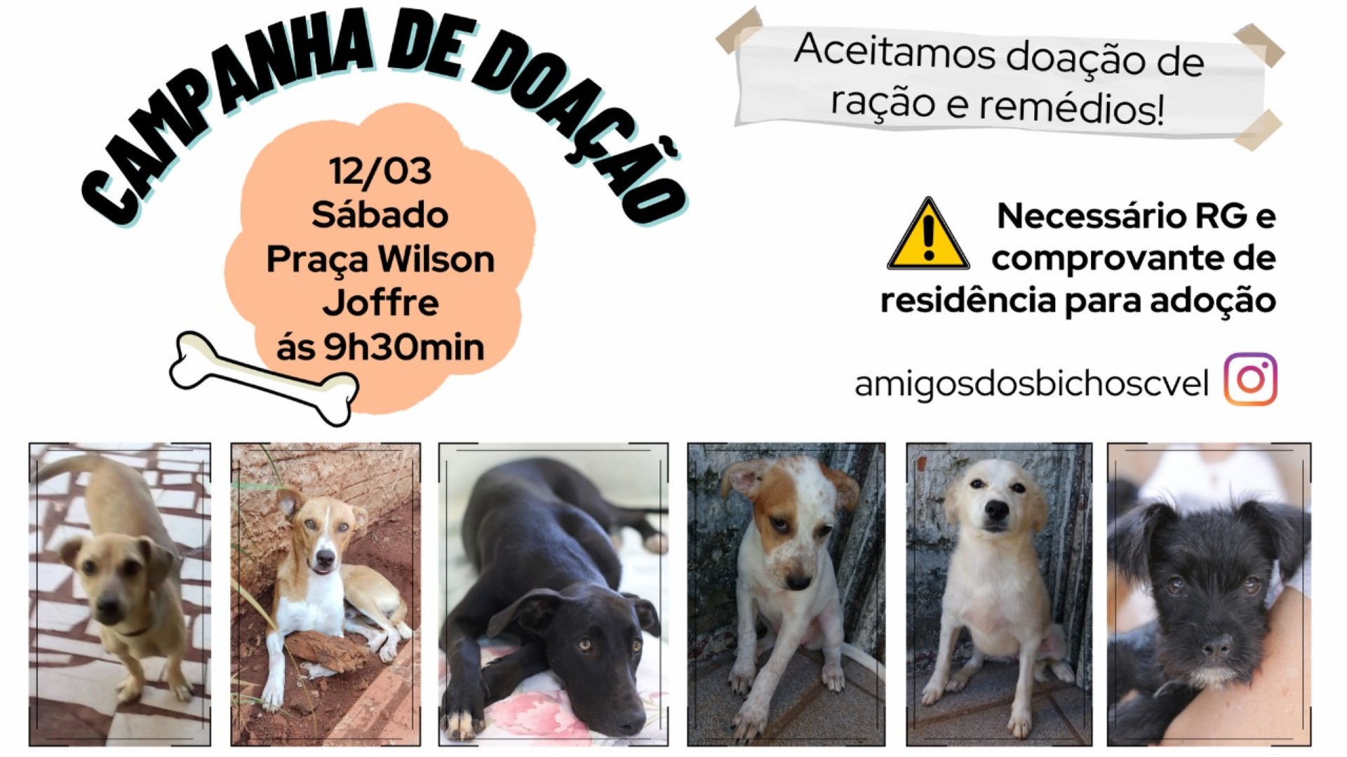 Feira de adoção de animais será realizada na Praça Wilson Joffre no sábado (12) Feira de adoção de animais será realizada na Praça Wilson Joffre no sábado (12)
