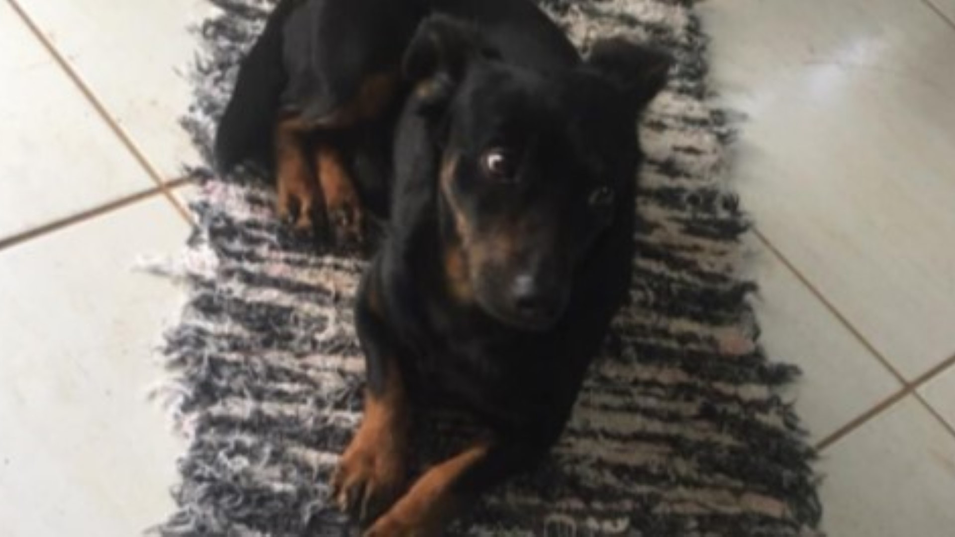 Cachorro Sid está perdido em Cascavel Cachorro Sid está perdido em Cascavel