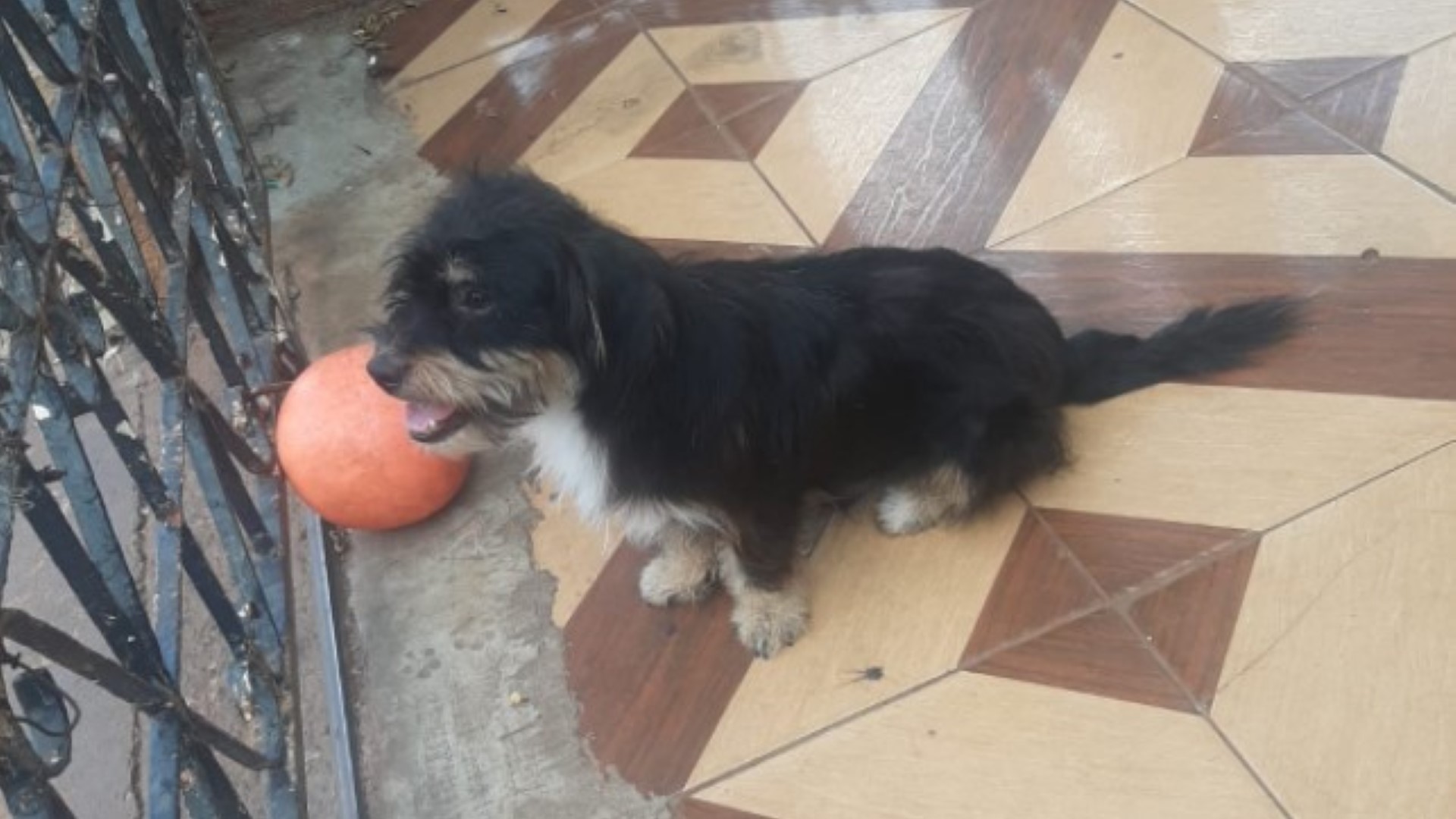 Cachorrinho “Benjamim” está perdido no Interlagos Cachorrinho “Benjamim” está perdido no Interlagos