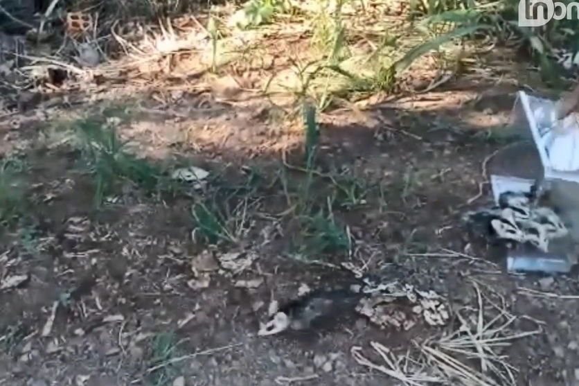 Família de gambás com 7 filhotes é resgatada em Arapongas