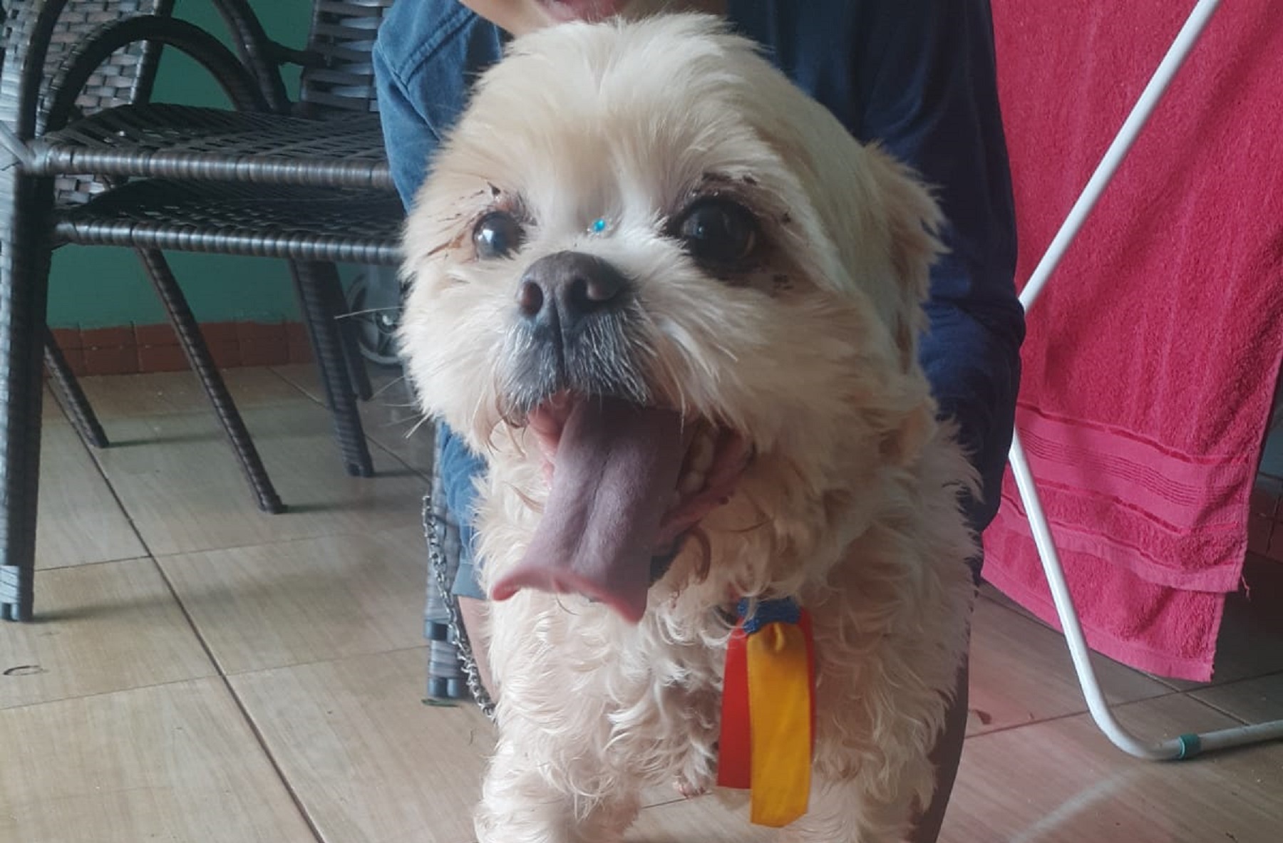 Cachorro é resgatado no Santa Felicidade