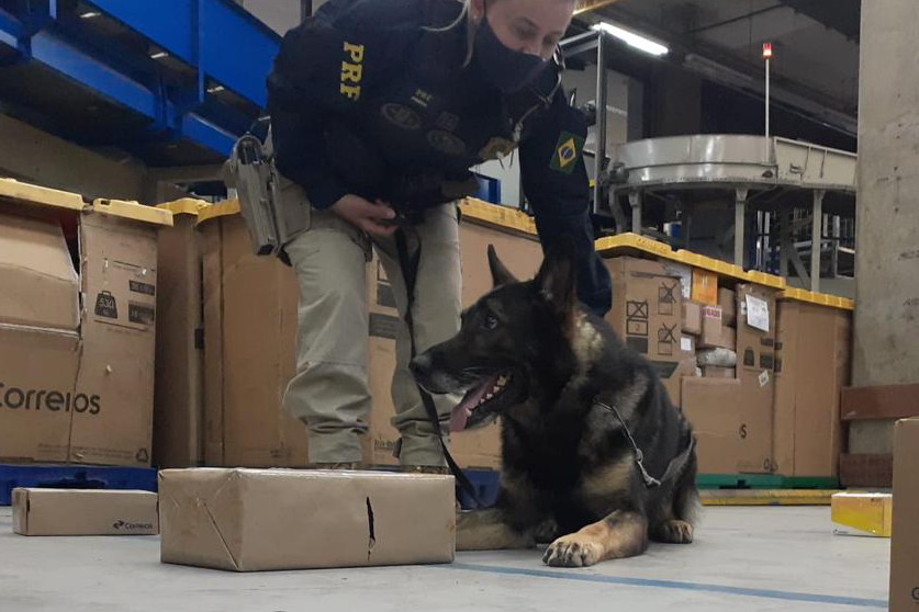 Durante operação com cães, PRF e PM apreendem drogas que seriam enviadas pelo correio