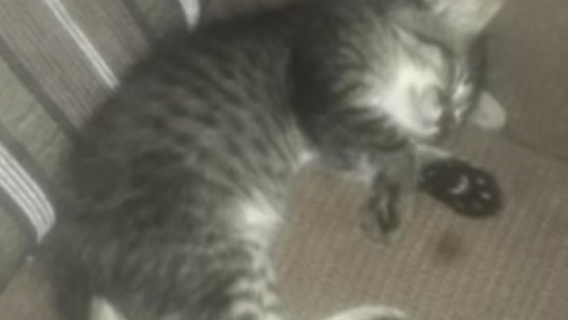 Gatinho está sumido no Universitário