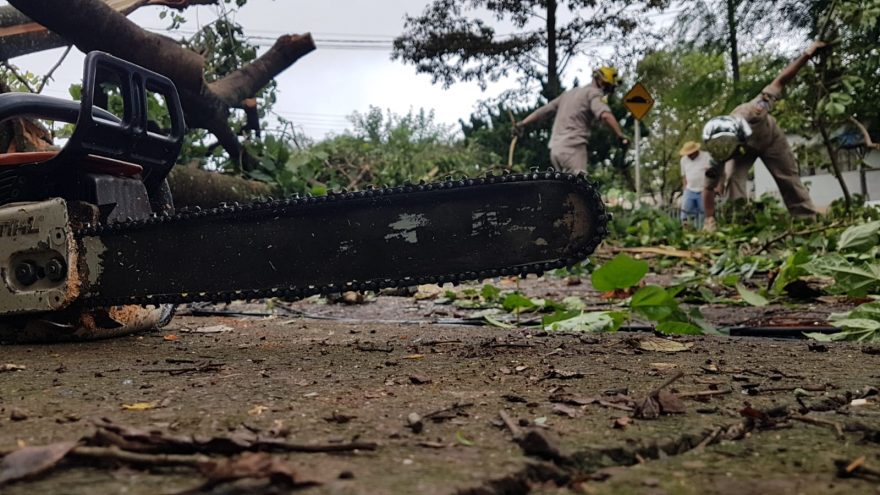 Árvore de grande porte cai na Rua da Colonização, arranca fios e derruba poste, deixando via interditada