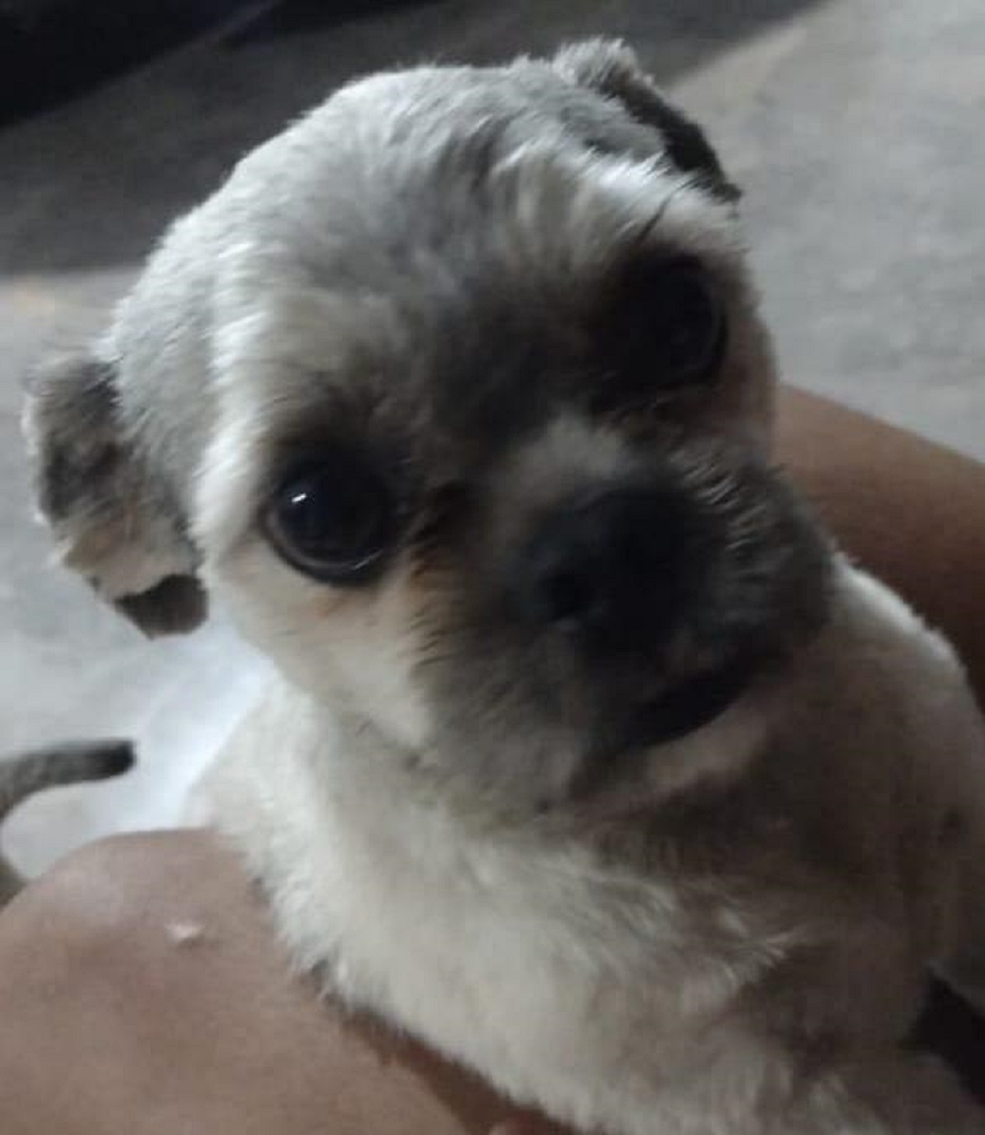 Cachorrinho sumiu na Vila Tolentino