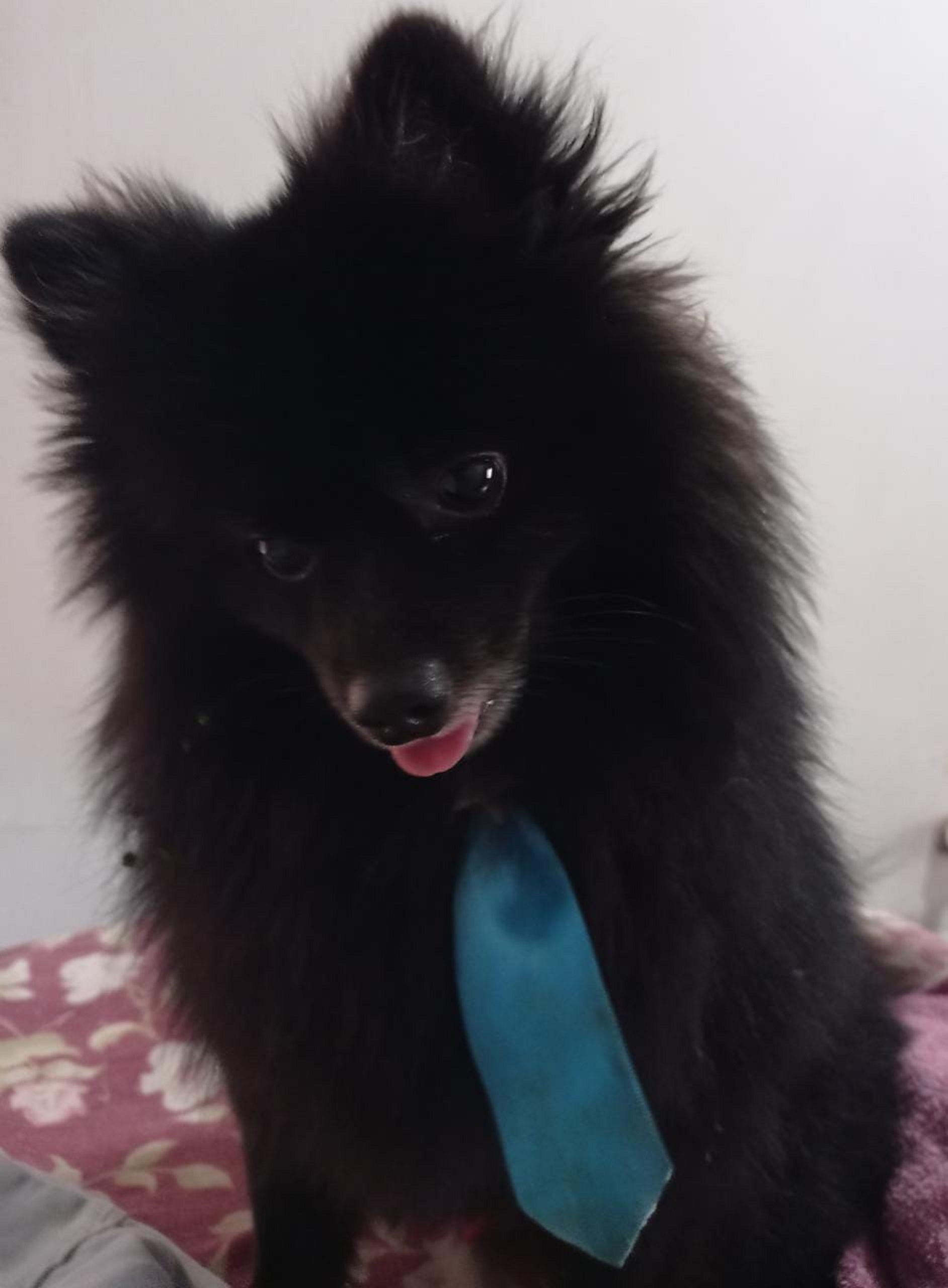 Cachorrinho é resgatado no São Cristóvão