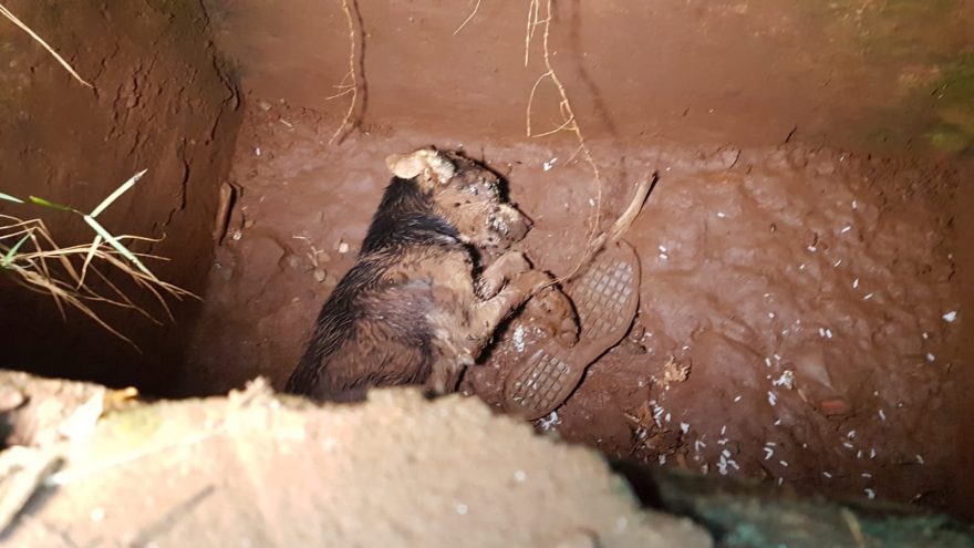 Cachorro cai em bueiro e Corpo de Bombeiros é acionado para resgate
