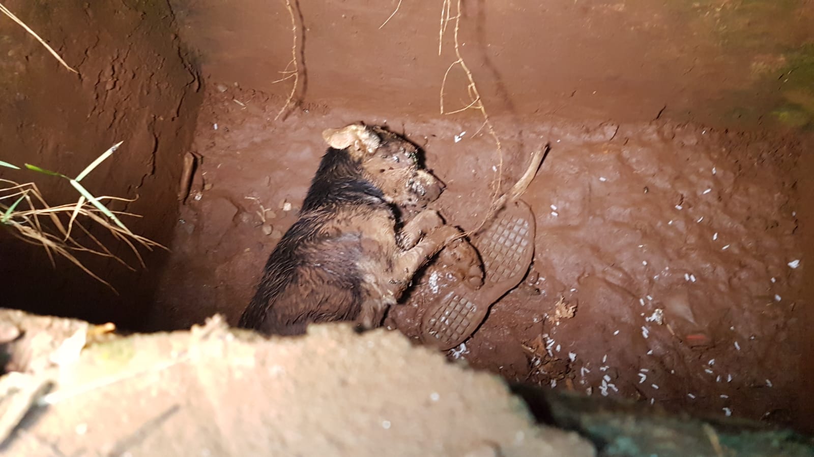 Cachorro cai em bueiro e Corpo de Bombeiros é acionado para resgate