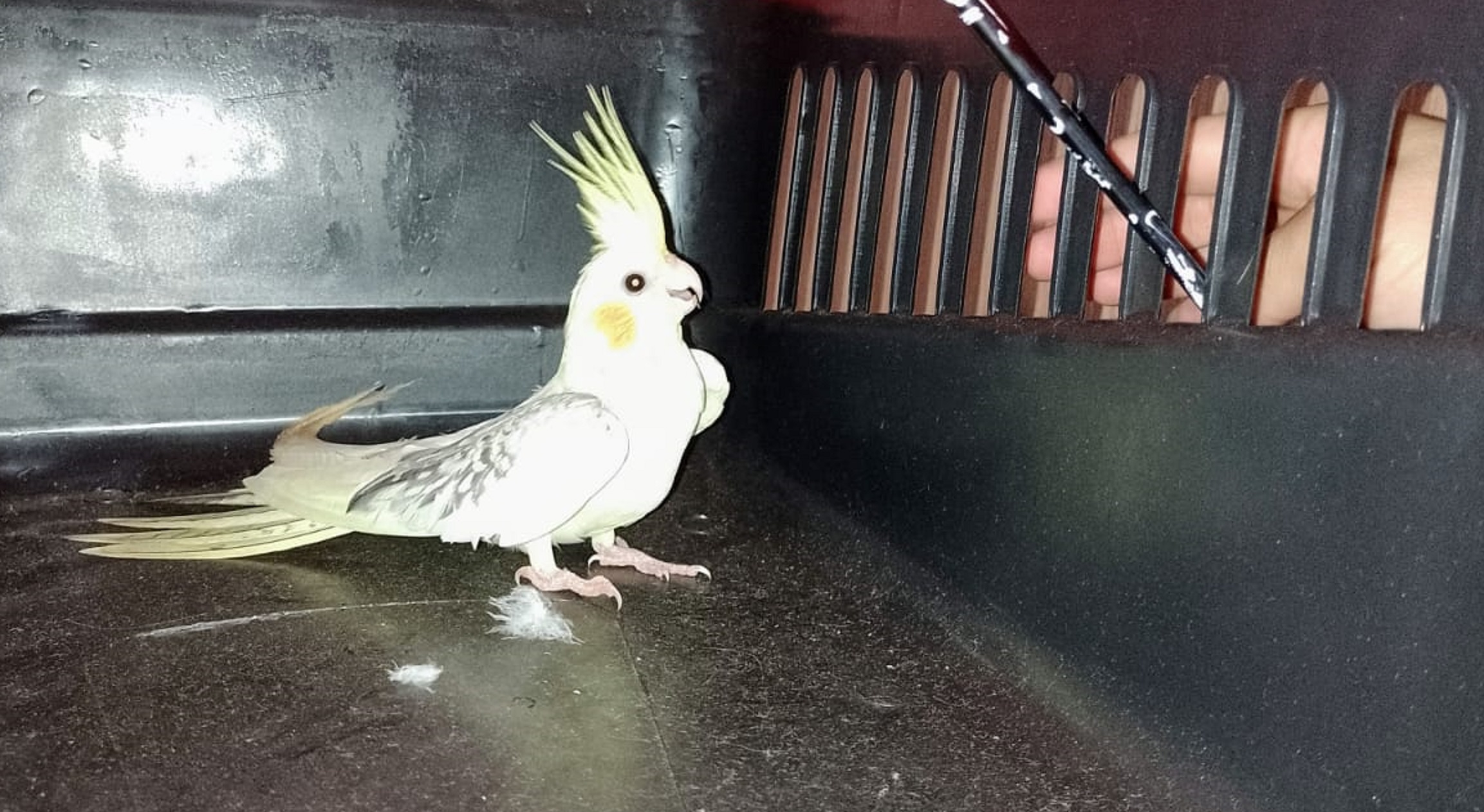 Internauta encontra calopsita e tenta localizar o dono