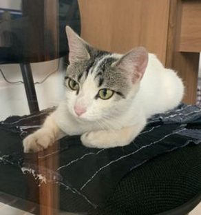 Internauta procura por gato que sumiu na Rua Antonina Imagem referente a Internauta procura por gato que sumiu na Rua Antonina
