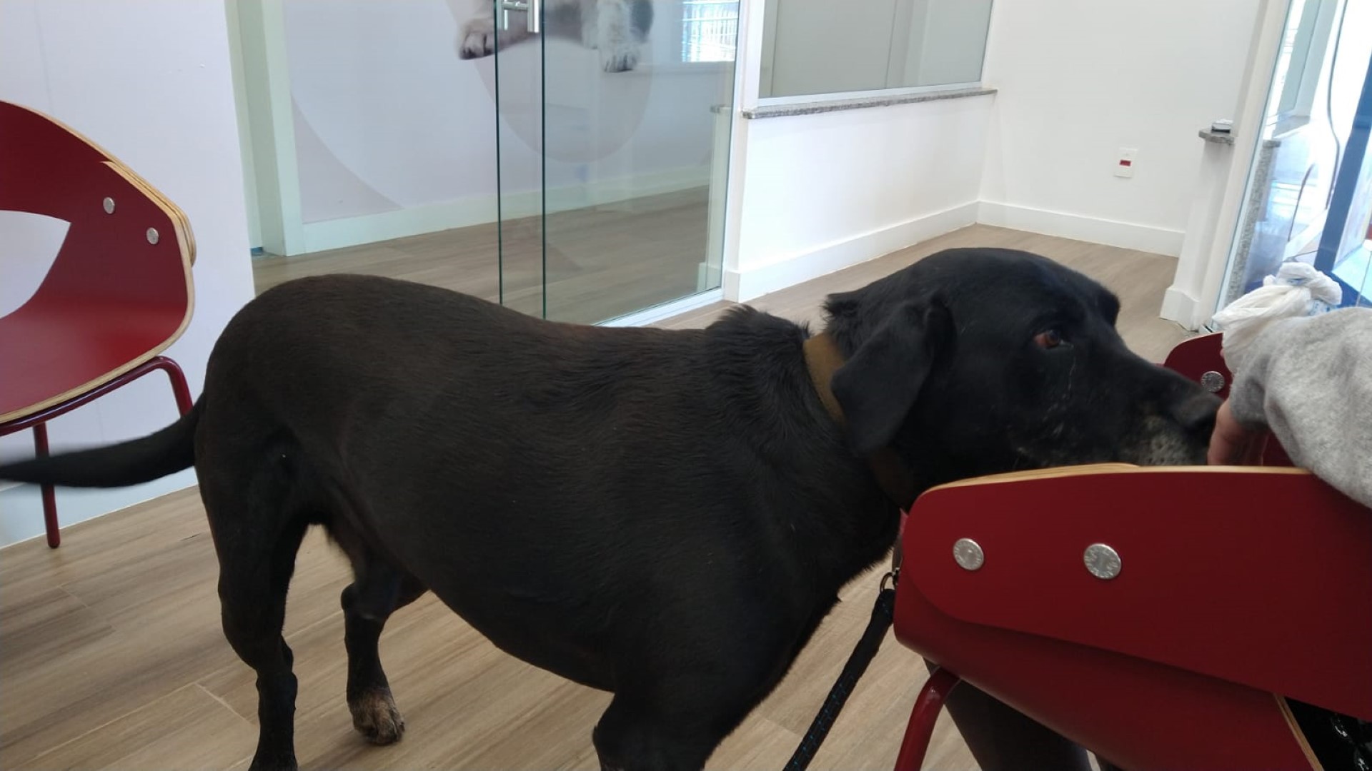 Donos pedem ajuda para encontrar cachorros perdidos