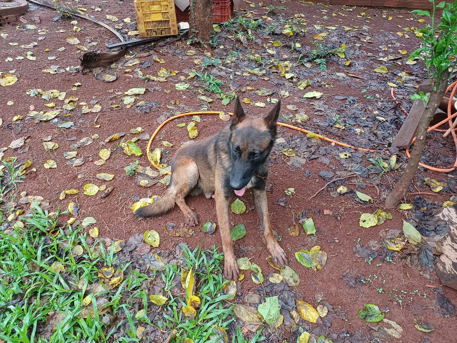Cachorro perdido é resgatado às margens da PR-180