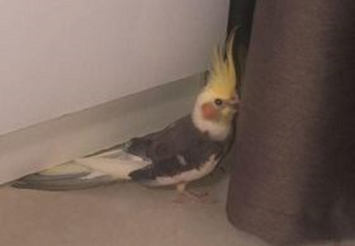 Calopsita é resgatada no Parque Verde
