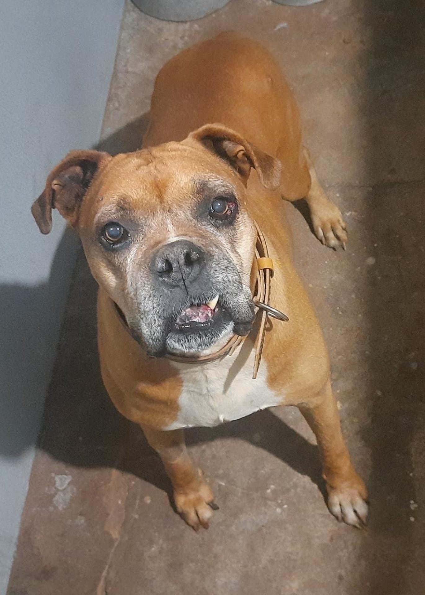 Thor está desaparecido em Cascavel