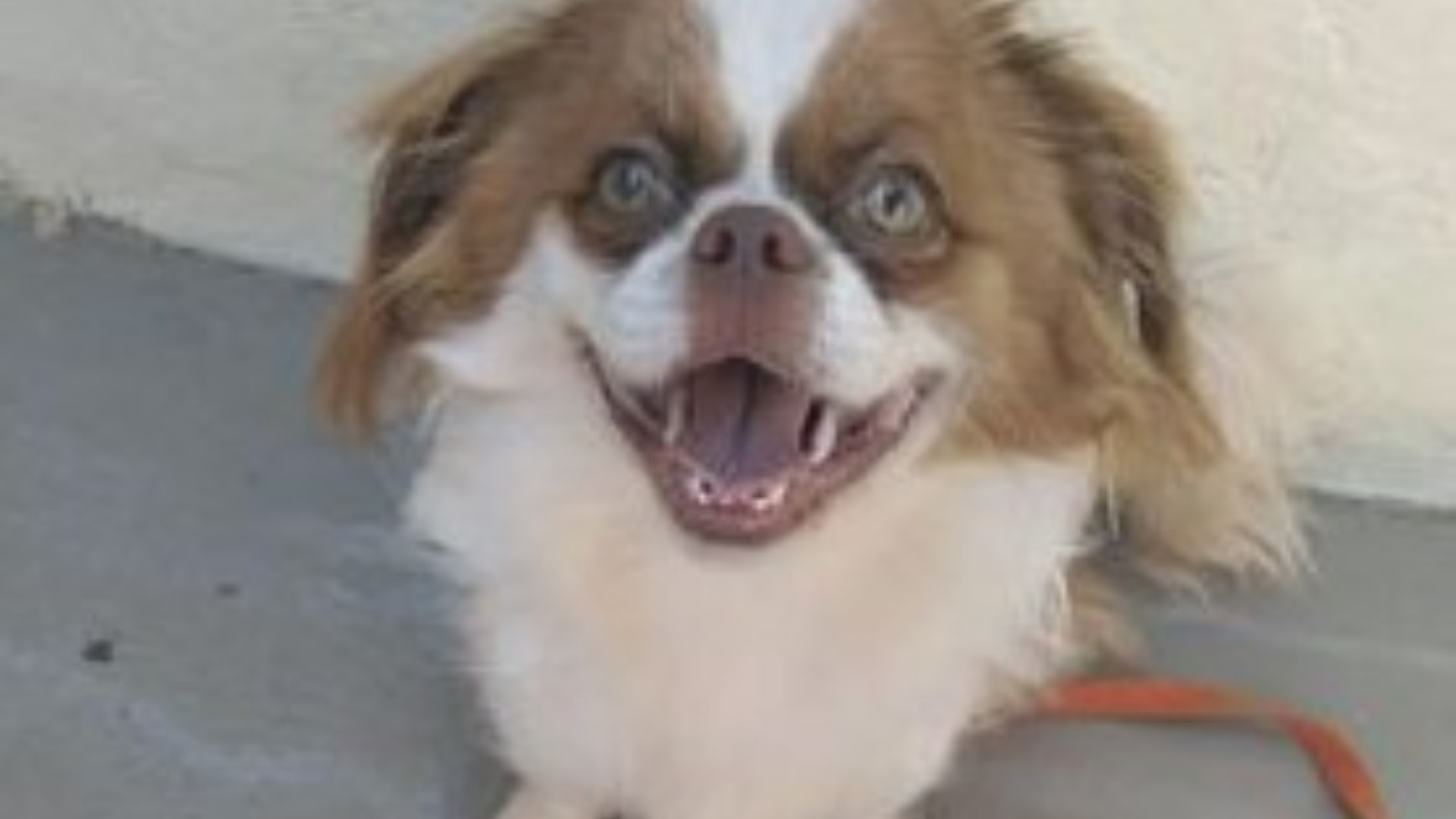 Cachorro perdido é encontrado no Ecopark do Alto Alegre