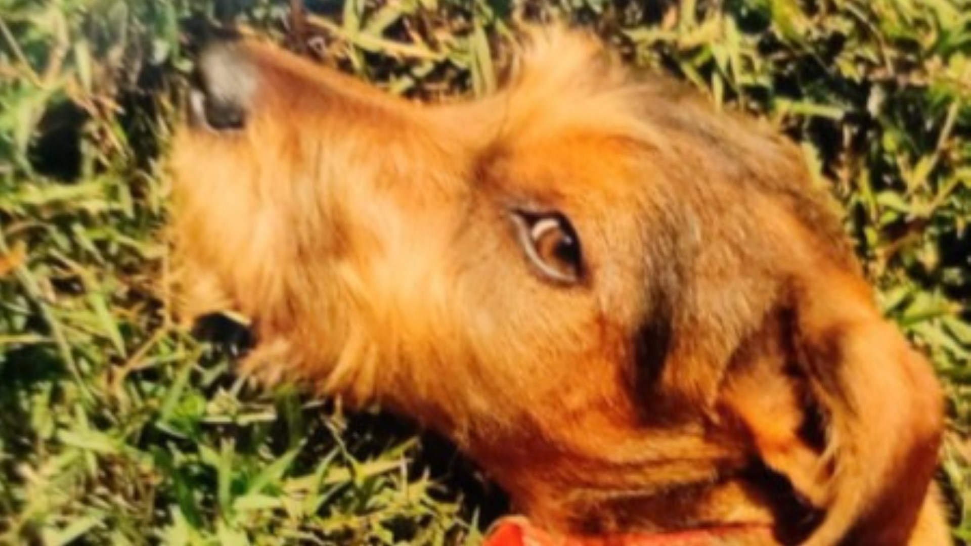 Duas cachorrinhas fugiram no Bairro Country; dona pede ajuda para encontrá-las