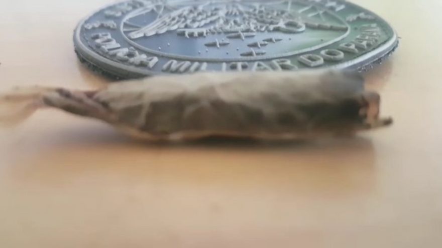 Dois adolescentes são apreendidos pela PM após serem flagrados usando drogas