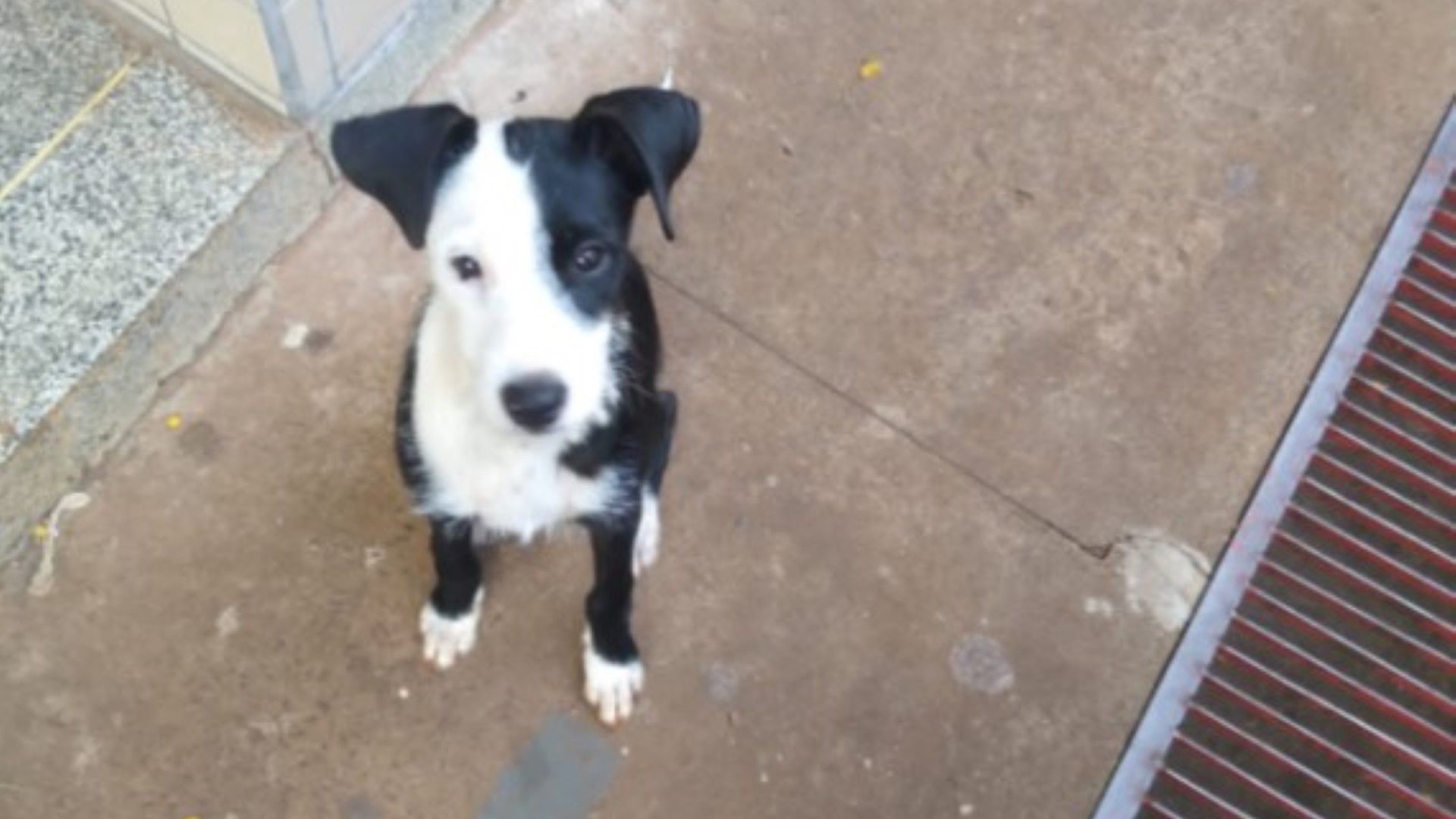Filhote é encontrada no Bairro Brasmadeira