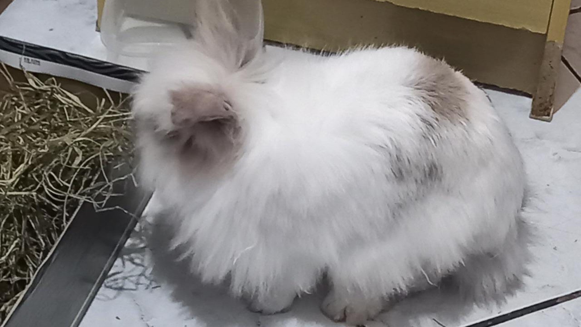 Coelho perdido é encontrado