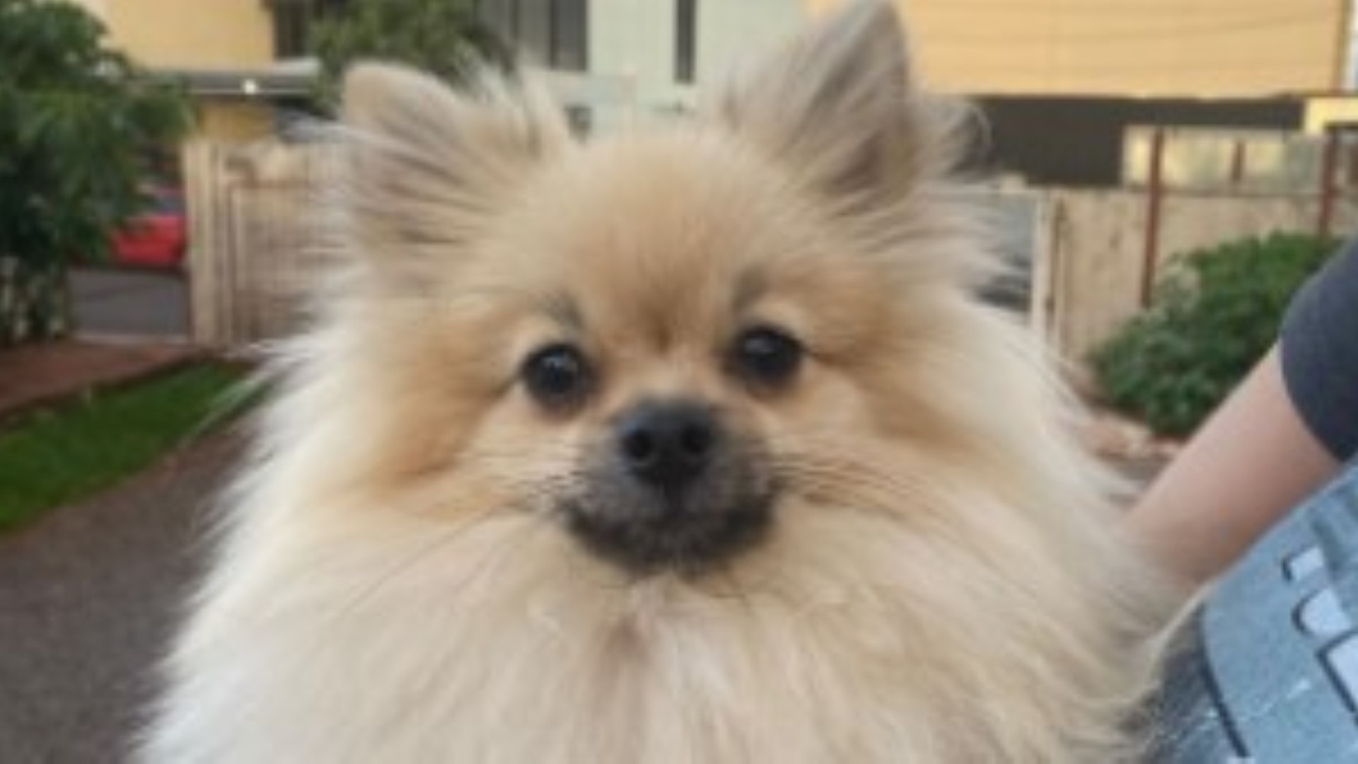 Cachorrinho perdido é resgatado por populares