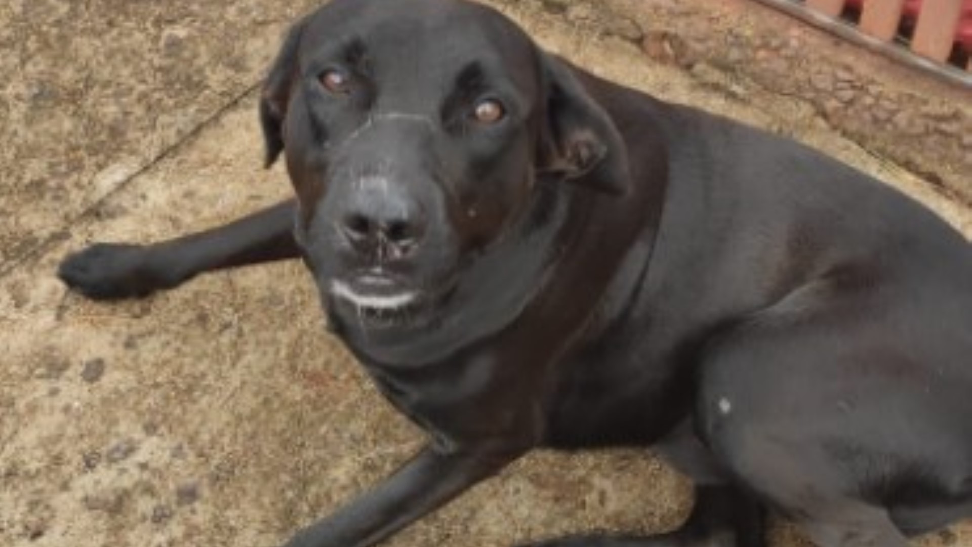 Cachorro de grande porte e cor preta é encontrado no Maria Luiza