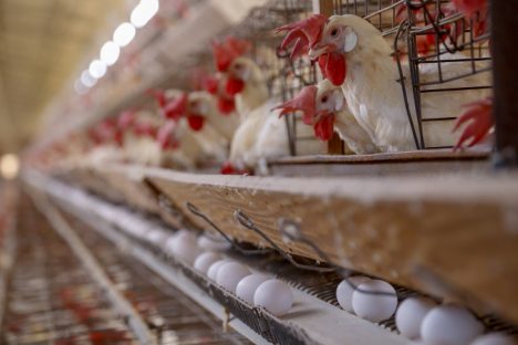 Líder nacional em proteína animal, Paraná aumenta produção de frangos e suínos em 2021 Imagem referente a Líder nacional em proteína animal, Paraná aumenta produção de frangos e suínos em 2021