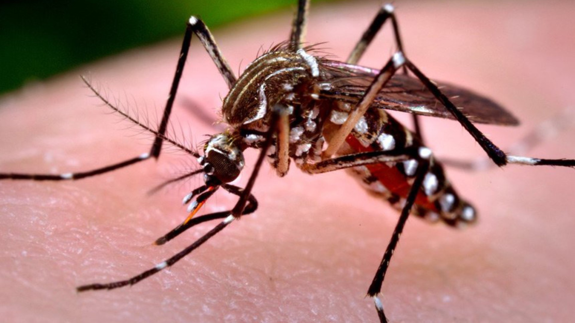 Número de casos de suspeita de Dengue chega a 510 em Cascavel