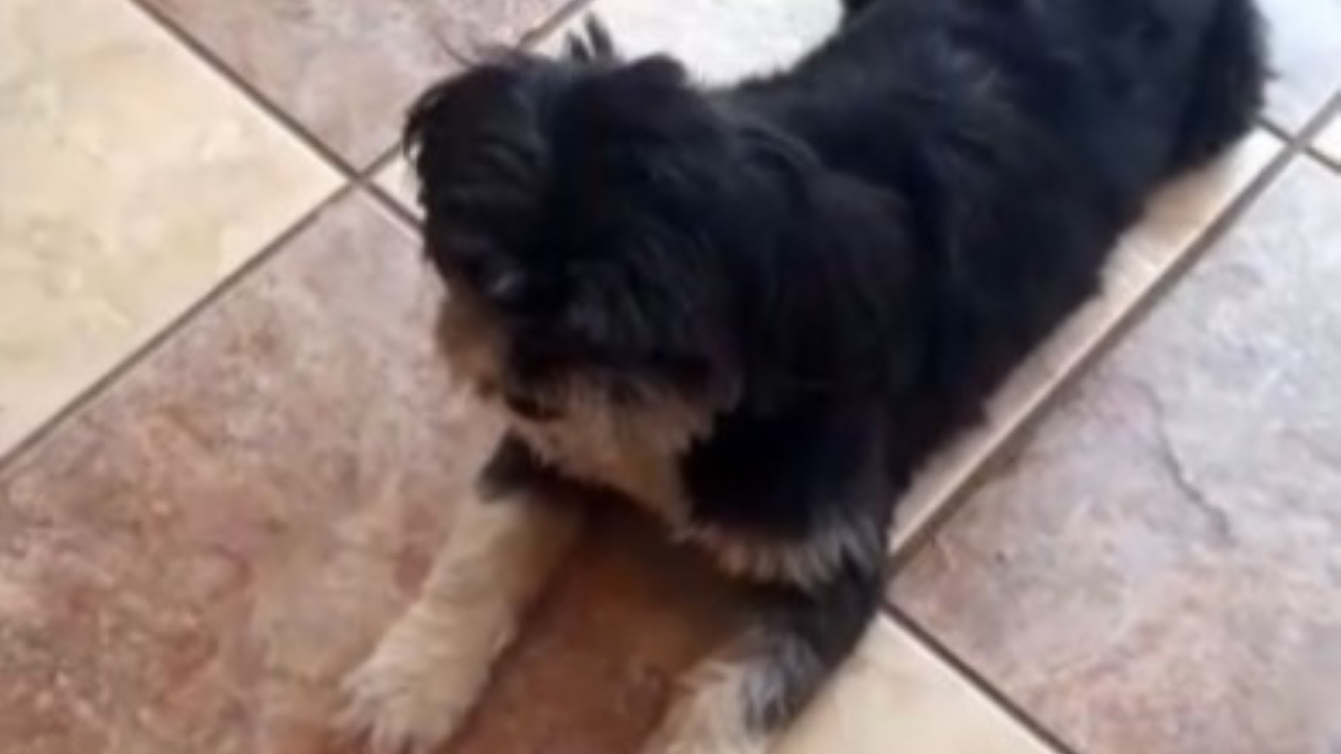Três cachorros da raça shih-tzu estão desaparecidos nas proximidades do Neva