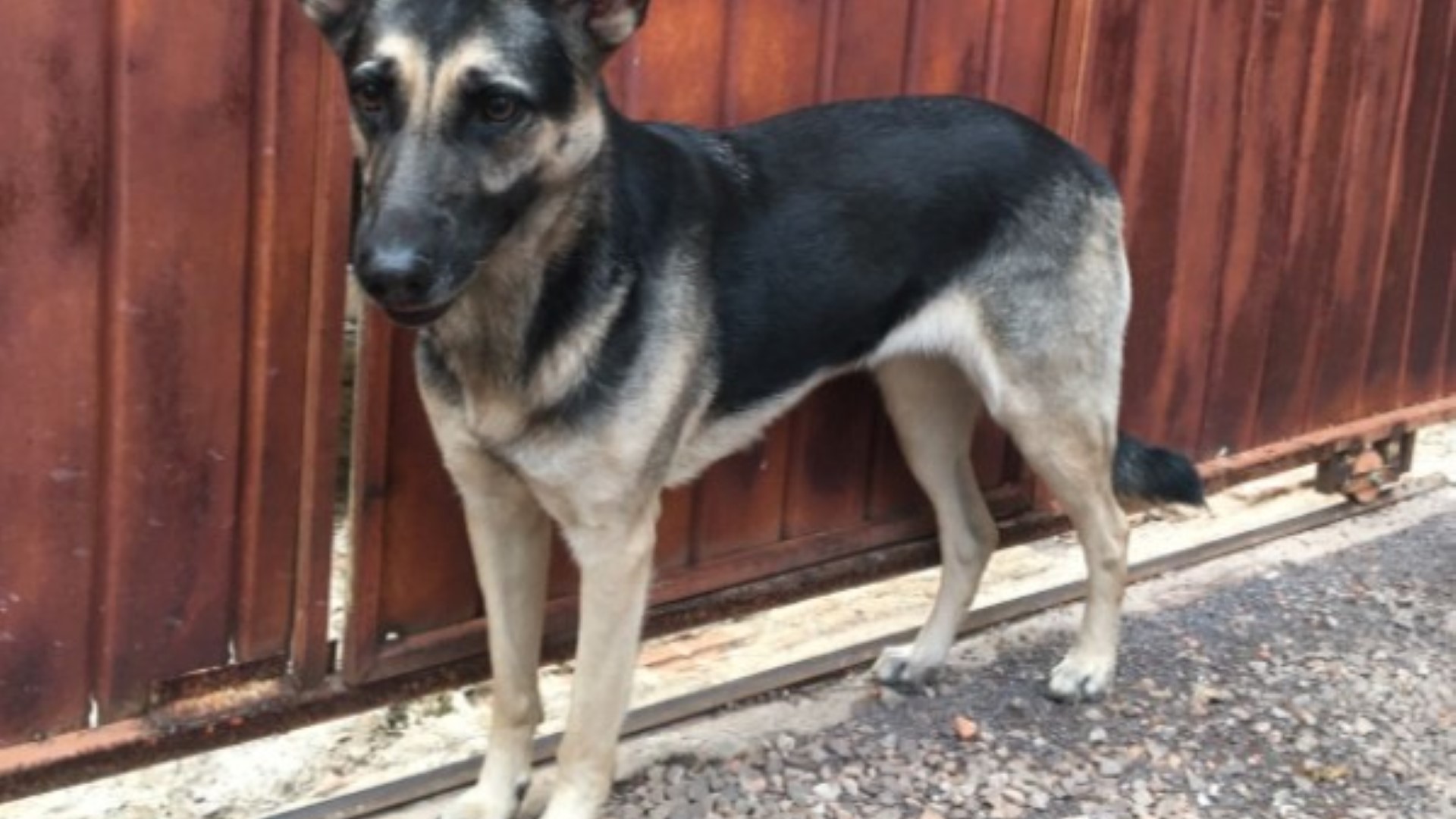 Cachorro é encontrado no Bairro Parque Verde