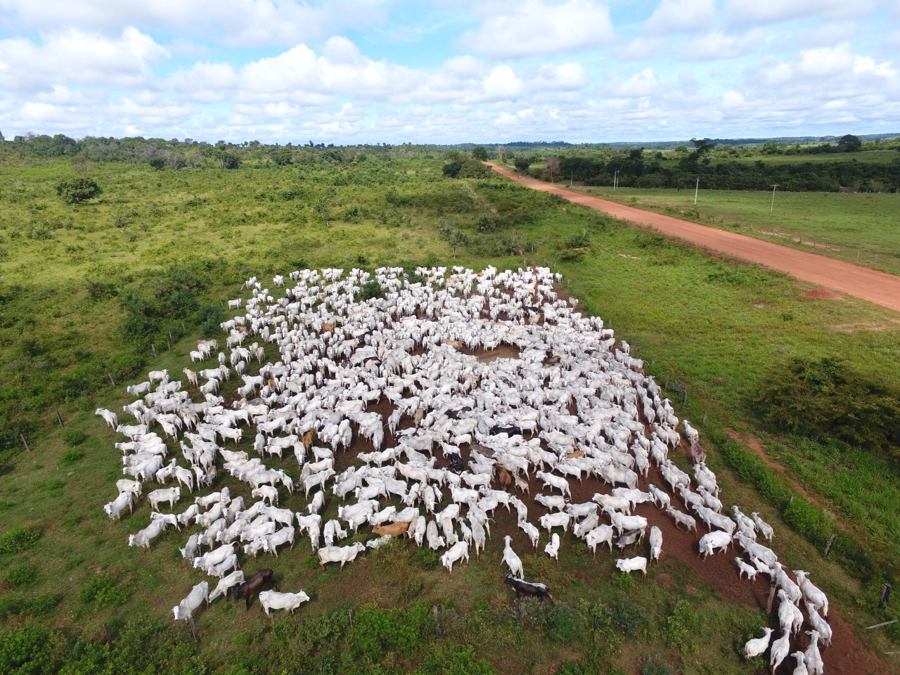 PF investiga arrendamentos ilegais de terra indígena para desenvolvimento de atividade pecuária