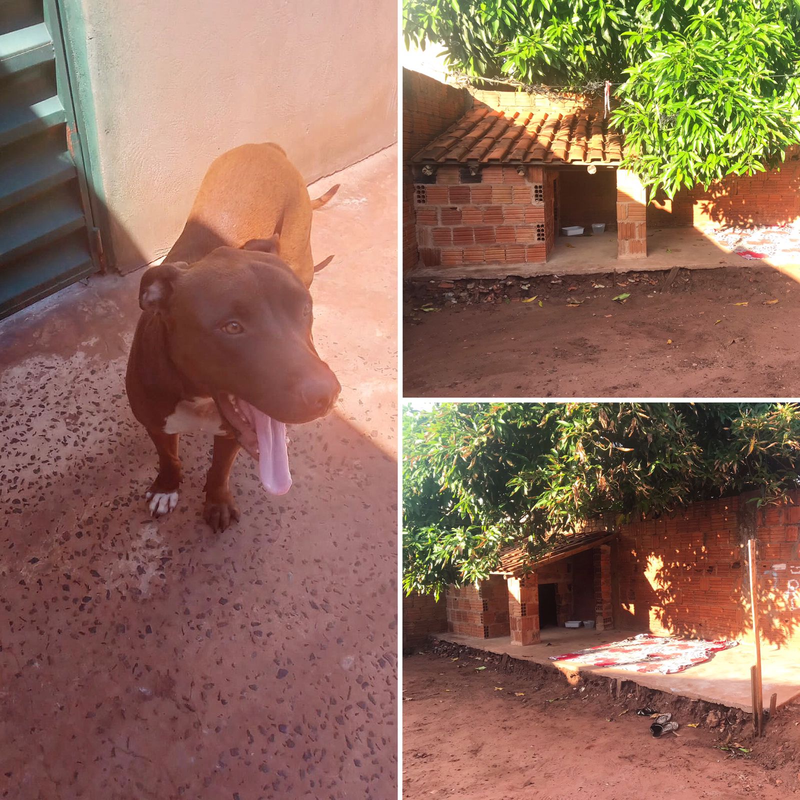 DECAT devolve cão “Borel”, após família realizar adequações solicitadas