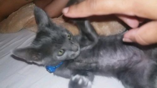 Gatinho de estimação desapareceu de residência no Julieta Bueno Imagem referente a Gatinho de estimação desapareceu de residência no Julieta Bueno