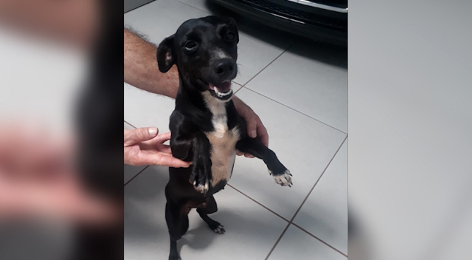 Internauta encontra cachorro no Bairro São Cristóvão e tenta localizar o dono