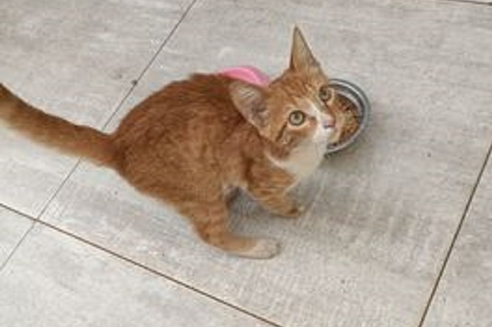 Internauta encontra gato e tenta localizar o dono