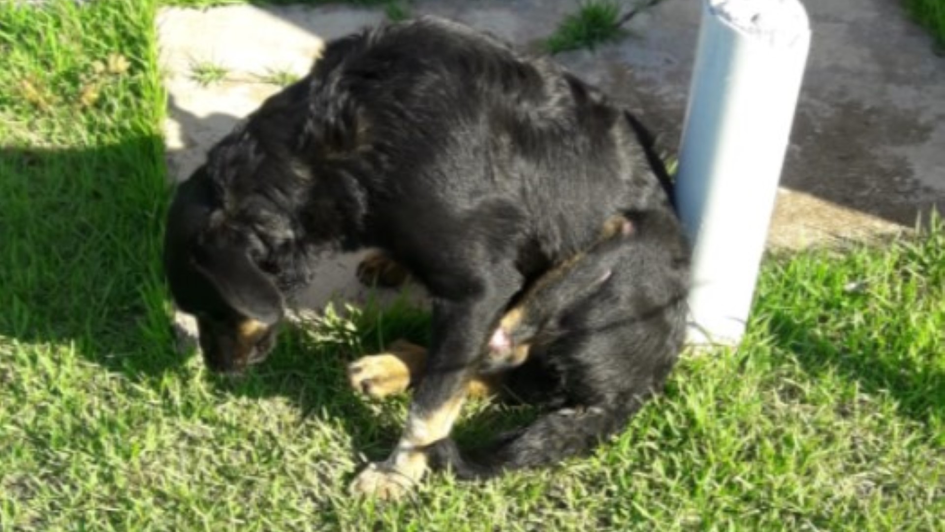 Cachorro perdido é resgatado