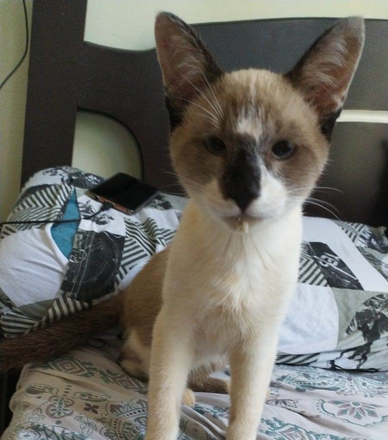 Gatinho foi encontrado no Santa Felicidade