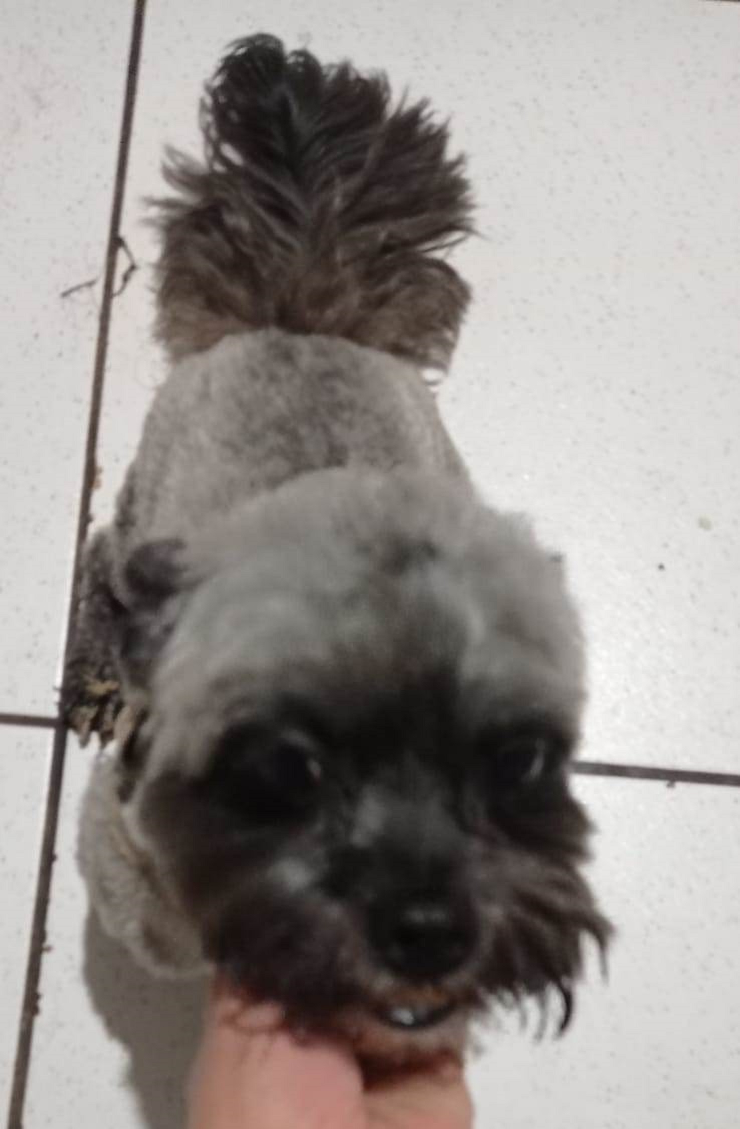 Cachorrinho foi resgatado no Centro