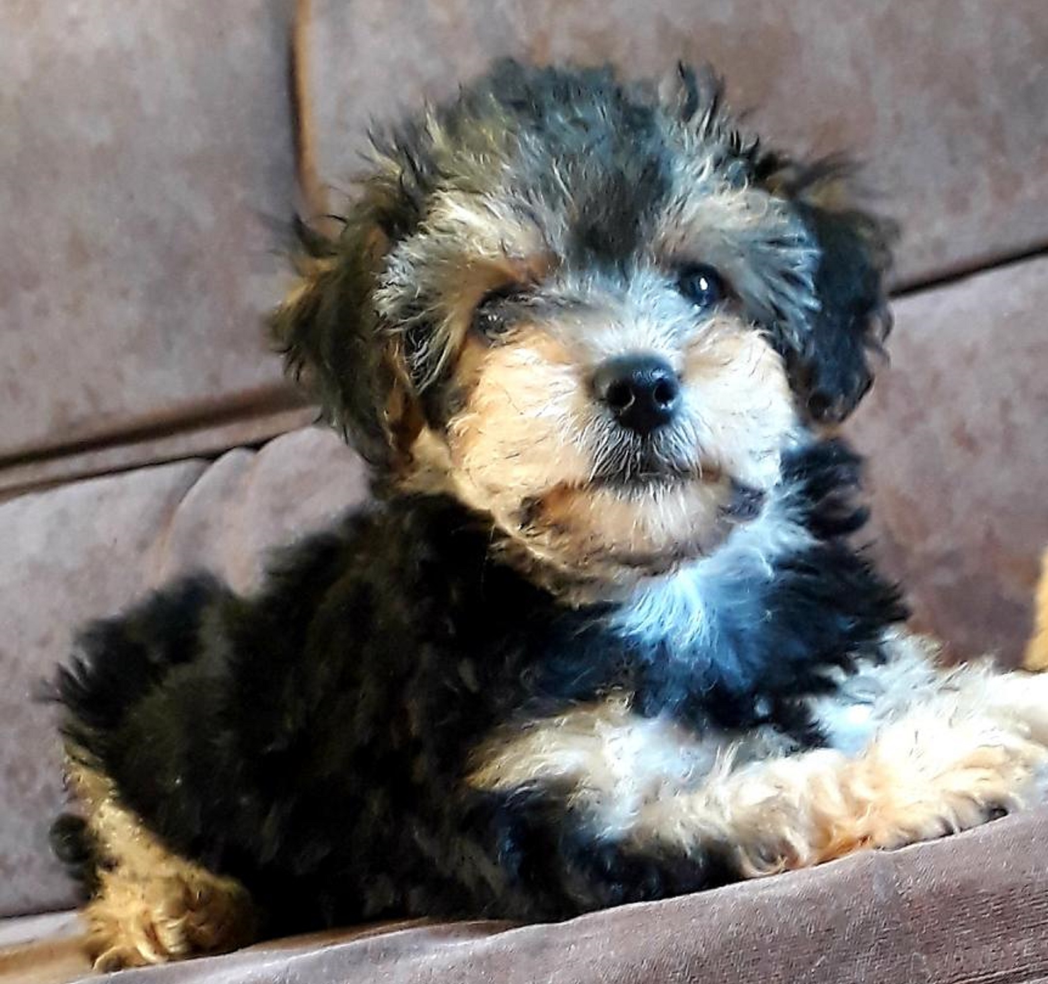 Internauta procura por cachorrinho que sumiu na região do Bairro Country