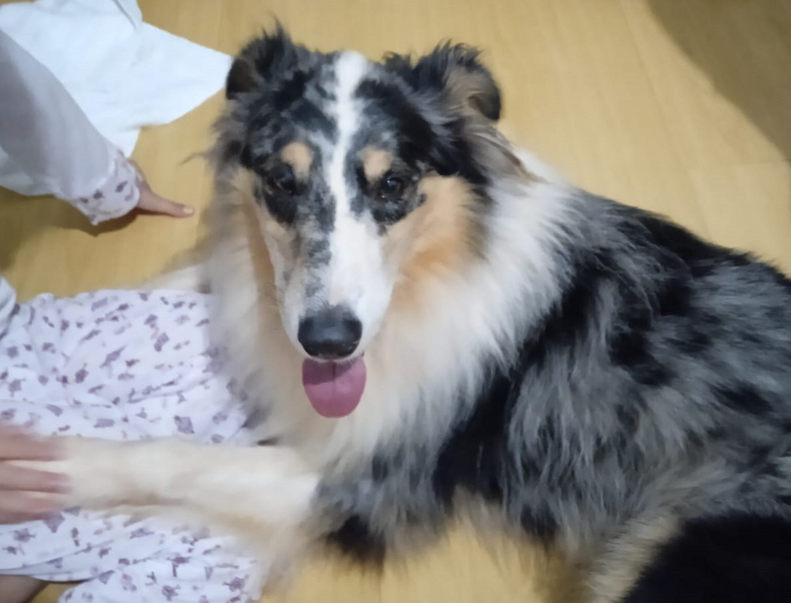 Internauta comunica abandono de cachorro no Bairro Pacaembu e tenta encontrar alguém que o adote